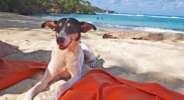 Jamaica Dogs