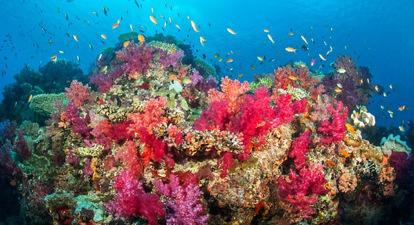 Fiji Coral Reef