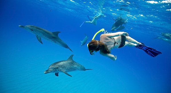 White Sand Ridge Dolphins
