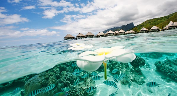 Reef Fish Moorea Hilton