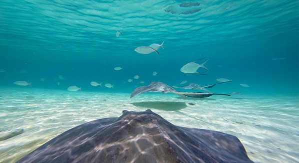 Nassau Stingrays