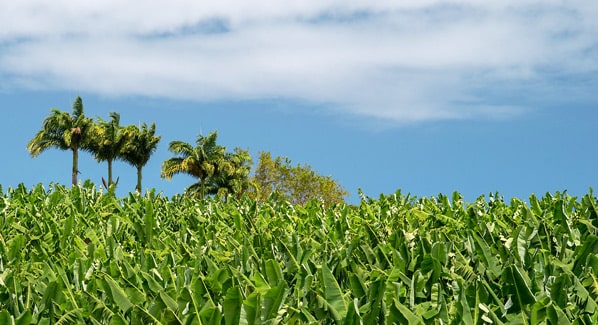 Banana Trees Martinique