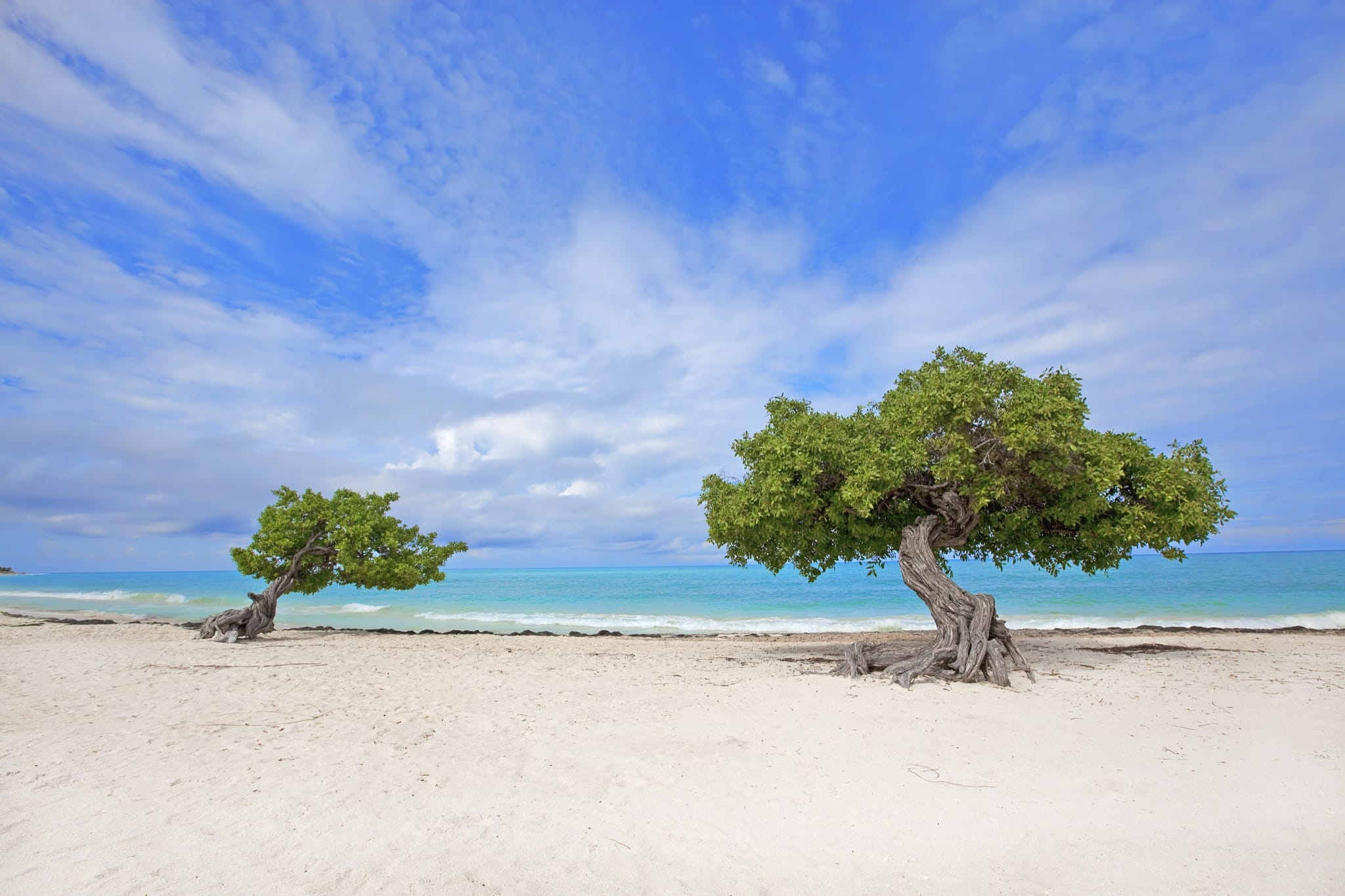 aruba divi tree