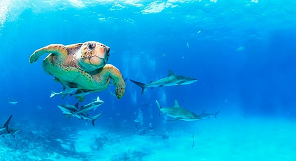 Stuart Cove Sharks