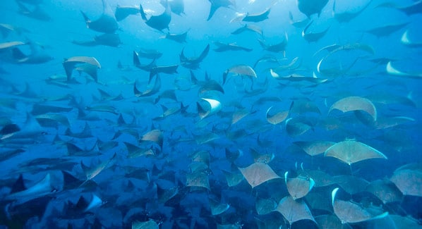 cabo sharks
