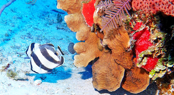Turneffe Atoll