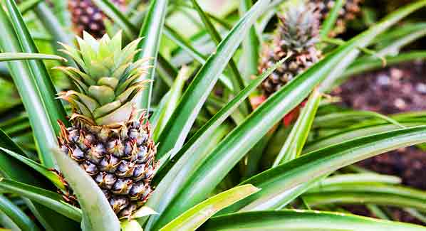 North Eleuthera Pineapple Festival