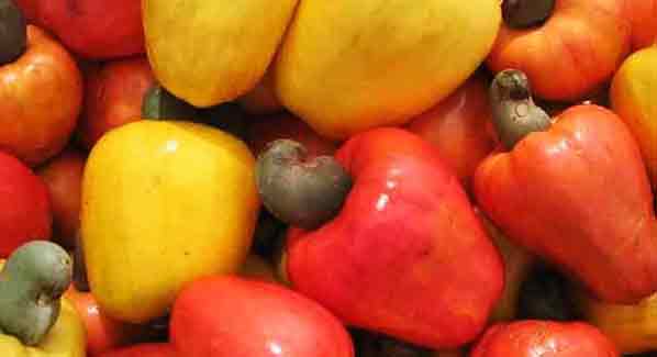 Belize Crooked Tree Village Cashew Festival