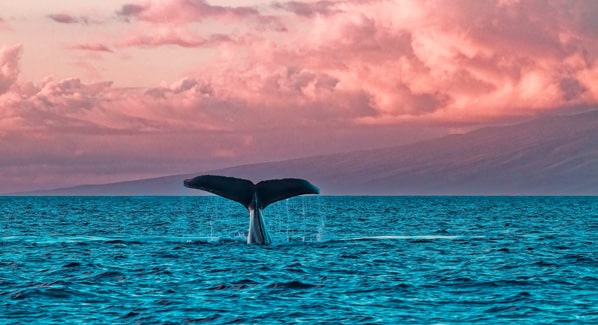 Maui