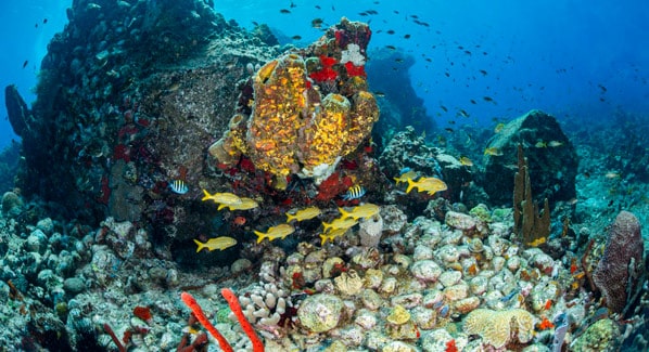 Douglas Bay Dominica