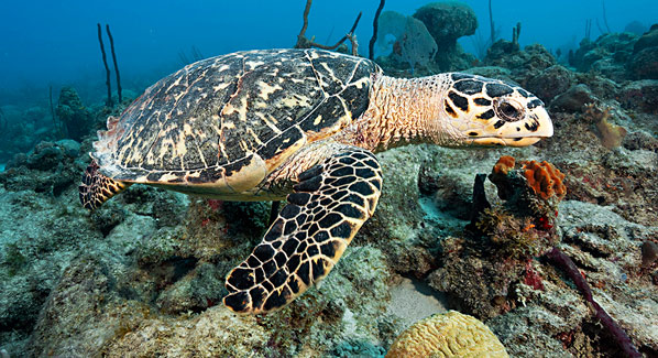 Solomom Reef Dominica
