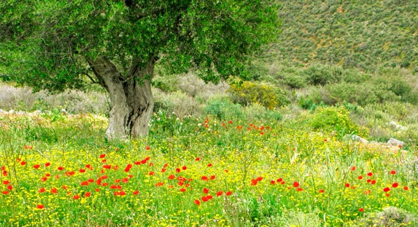 Crete