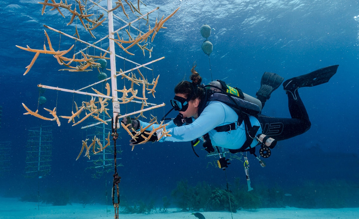 Bonaire Diving