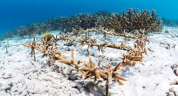 Bonaire