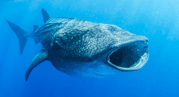 Whale Sharks