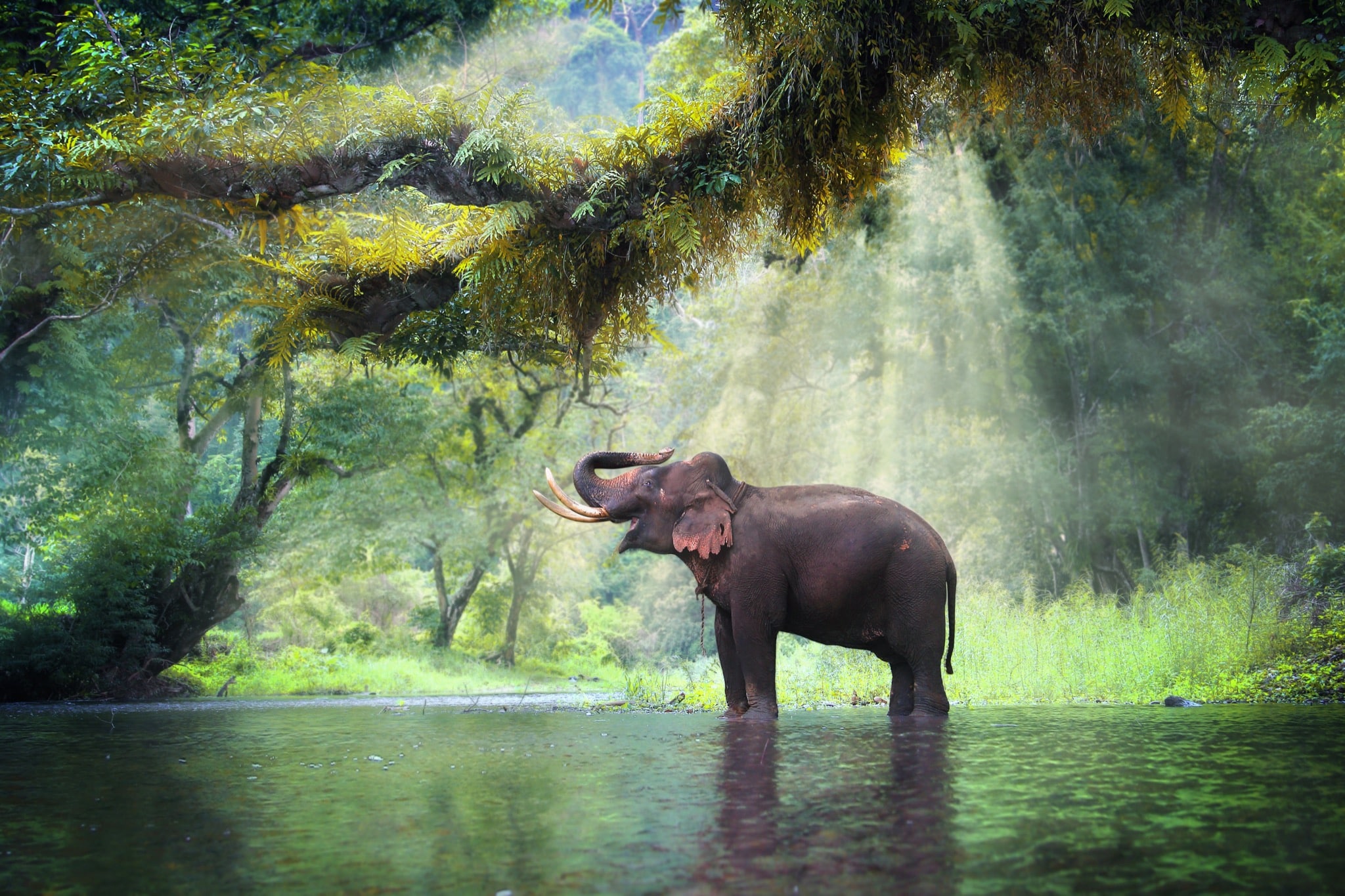 Nature + Wildlife