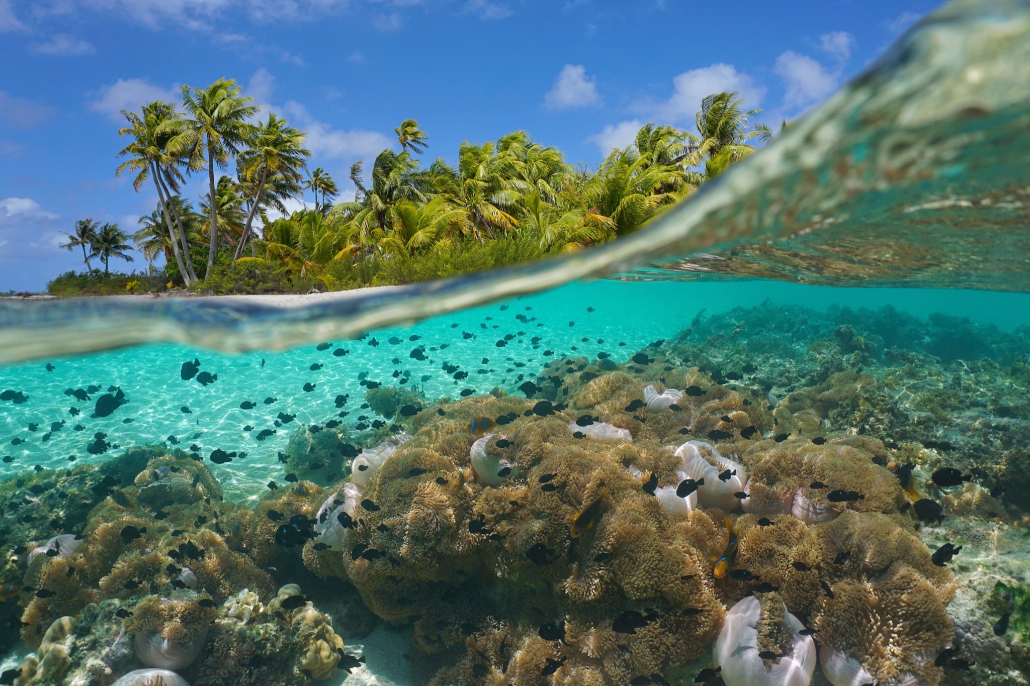 Oceania