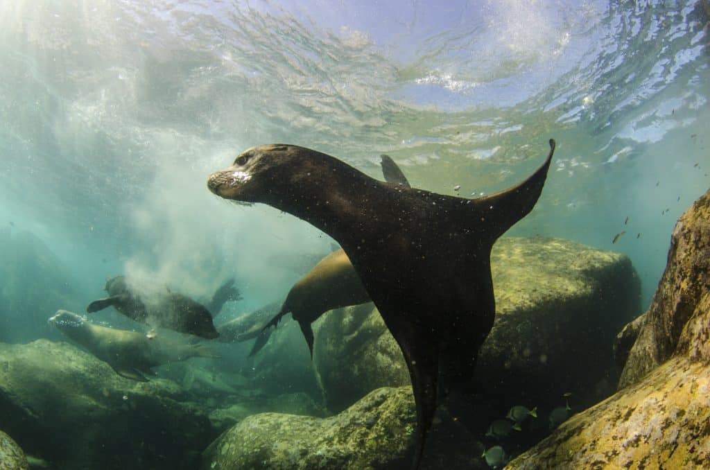 Cabo Seals