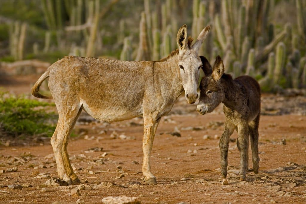 Bonaire Donkey