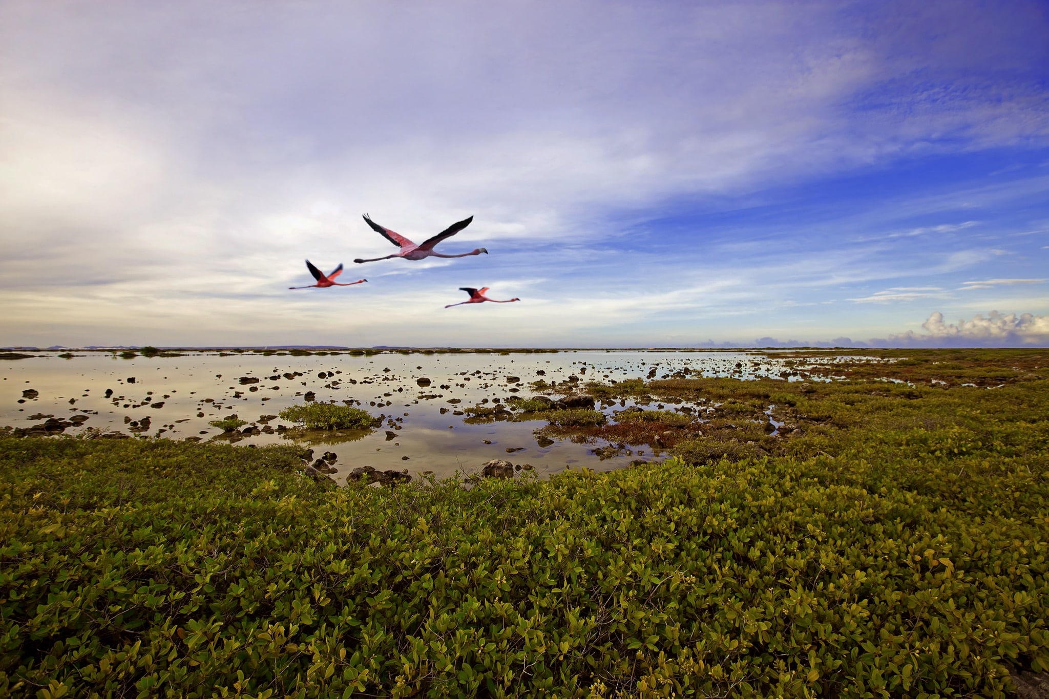Bonaire Flamingos
