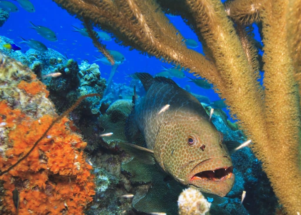 Bonaire Reef