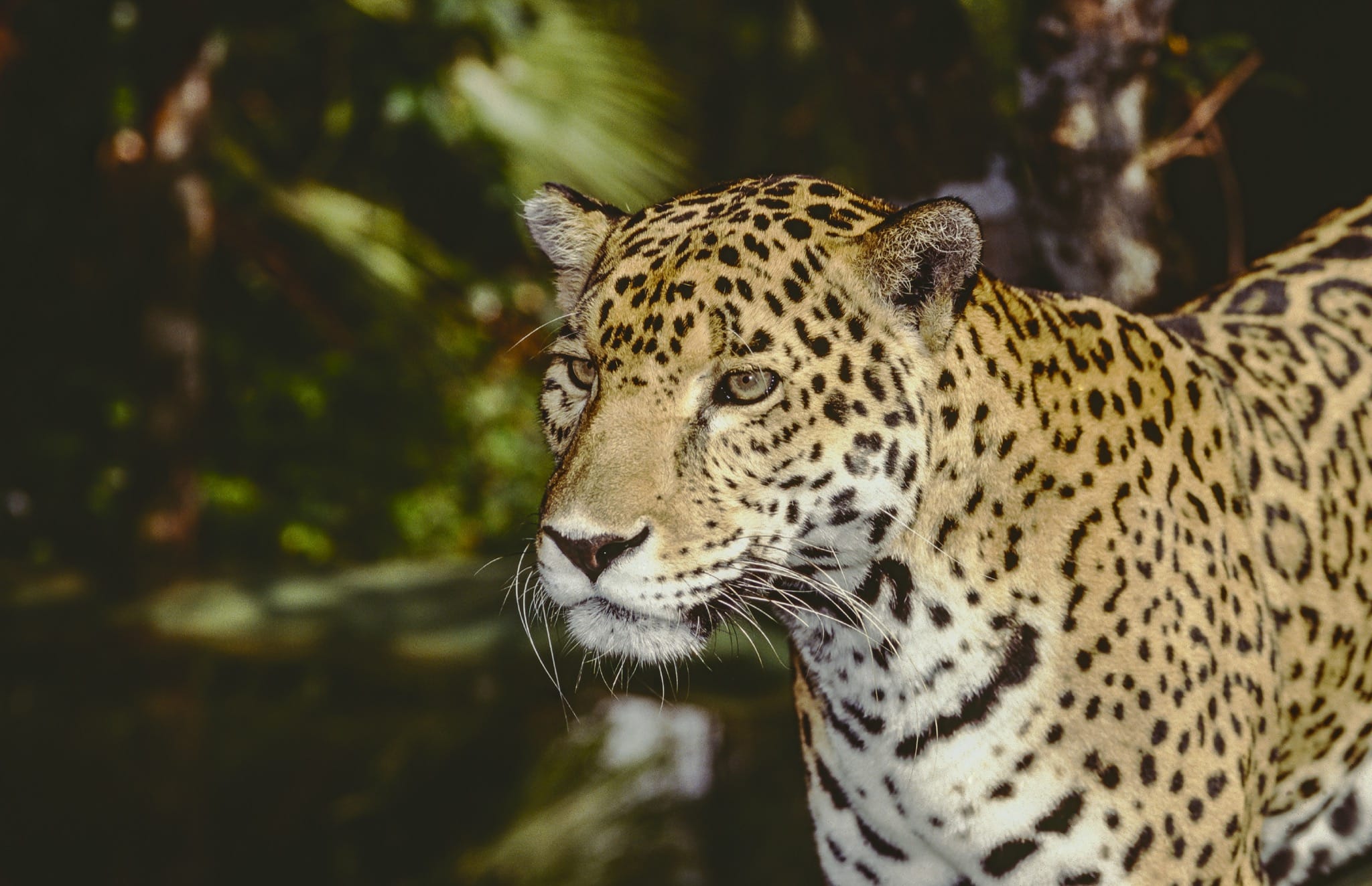 Belize Jaguar