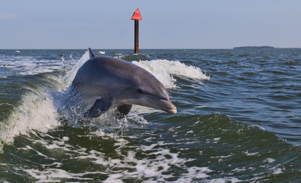 Clearwater Dolphins