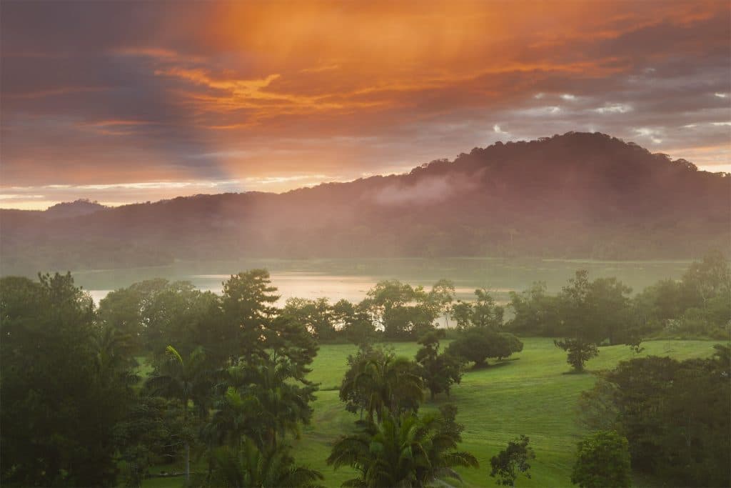 Panama Rainforest
