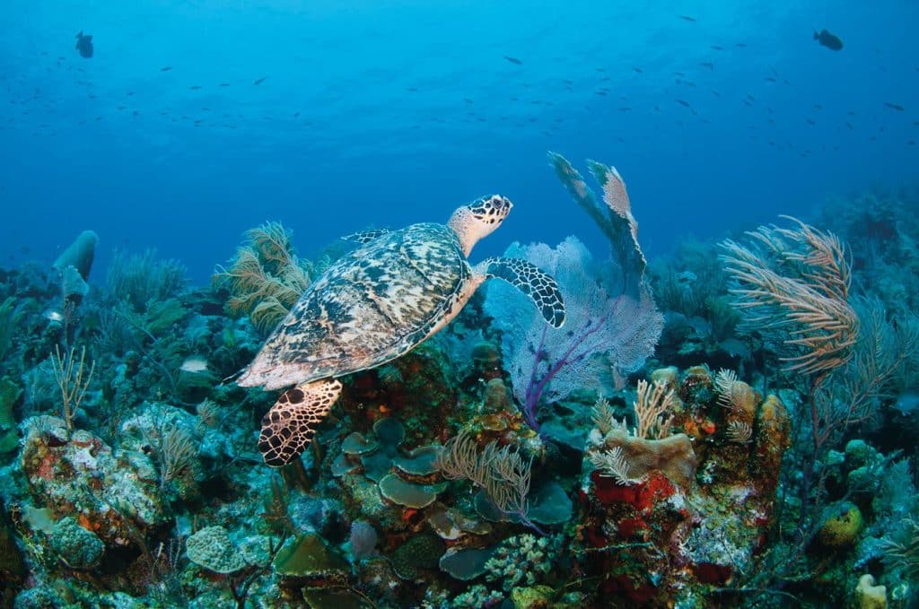 Turks anc Caicos Diving