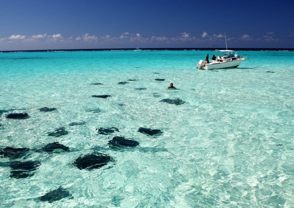 Cayman Stingrays
