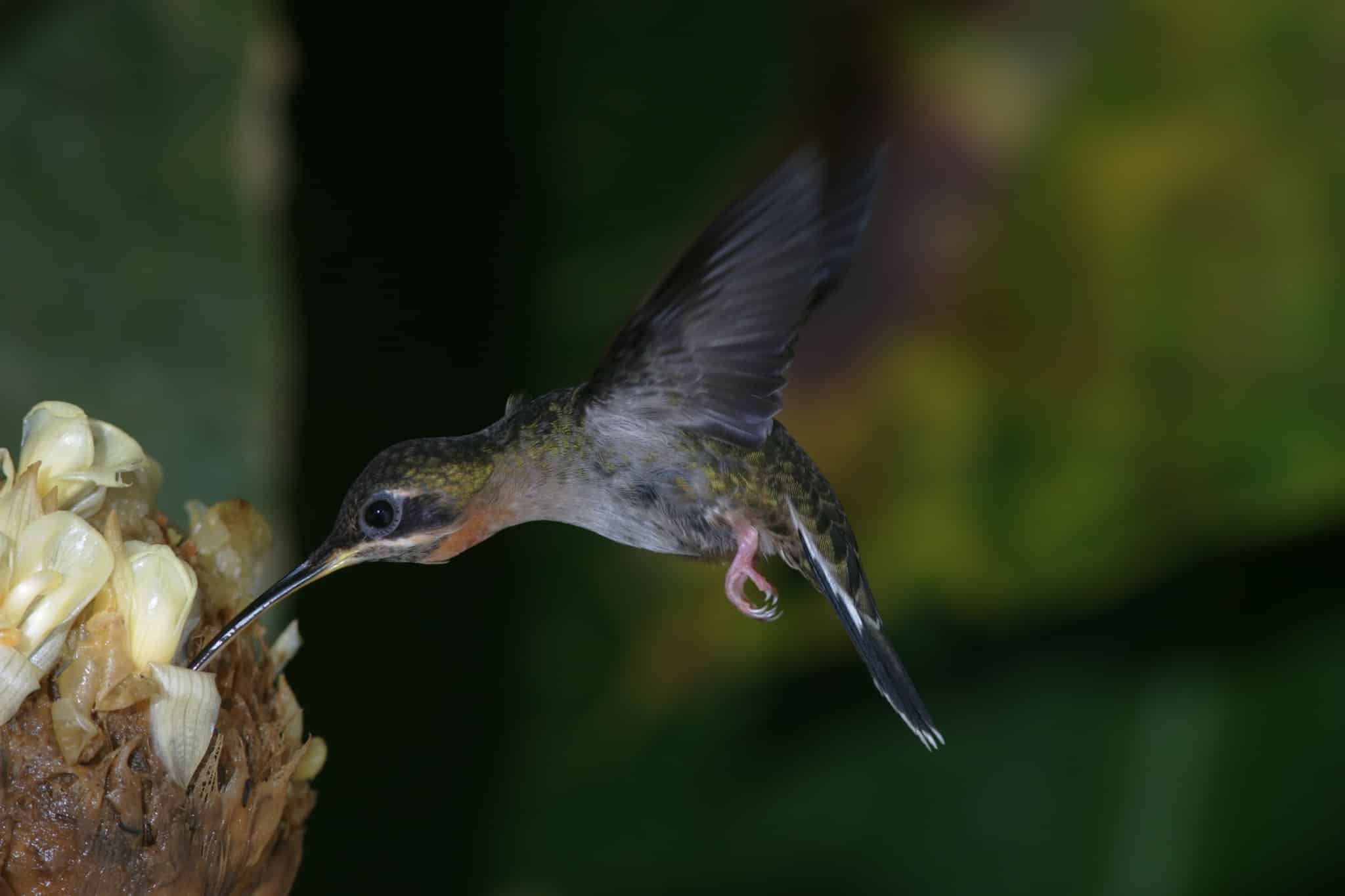 Band Tailed Barbthroat