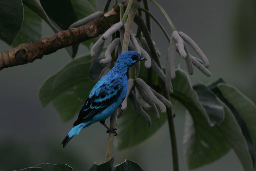 Blue Cotinga