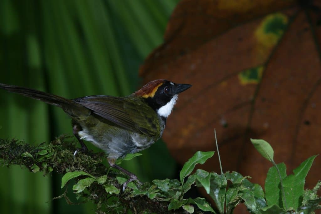 Chestnut Capped Brush Finch