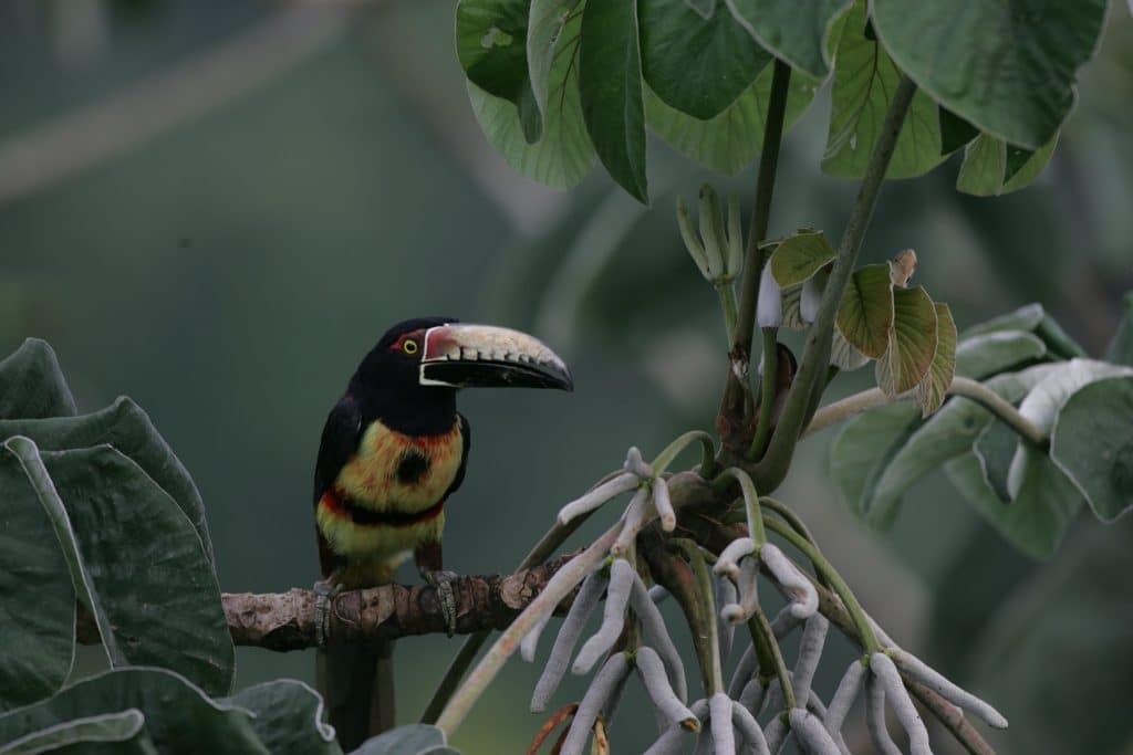 Collared Aracari
