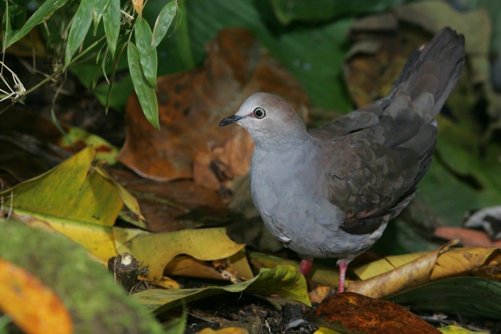 Gray Chested Dove