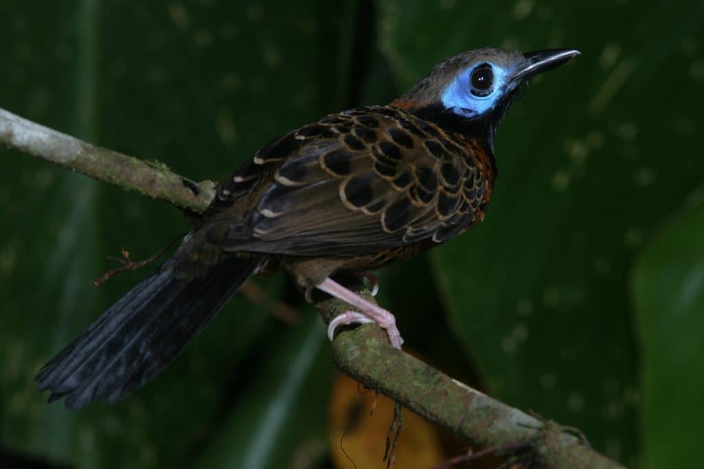 Ocellated Antbird