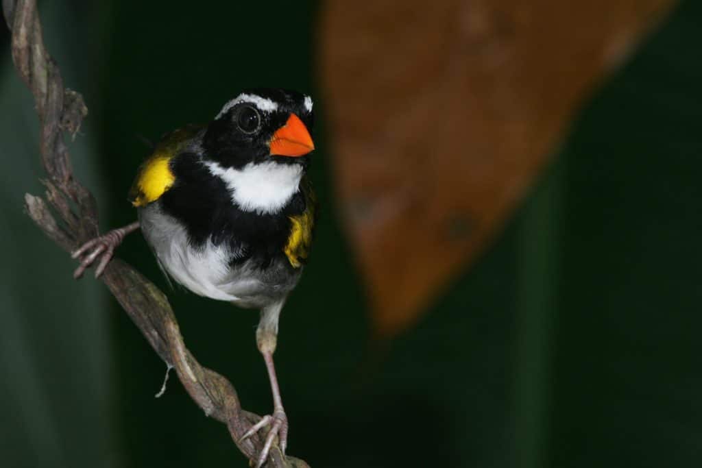 Orange Billed Sparrow