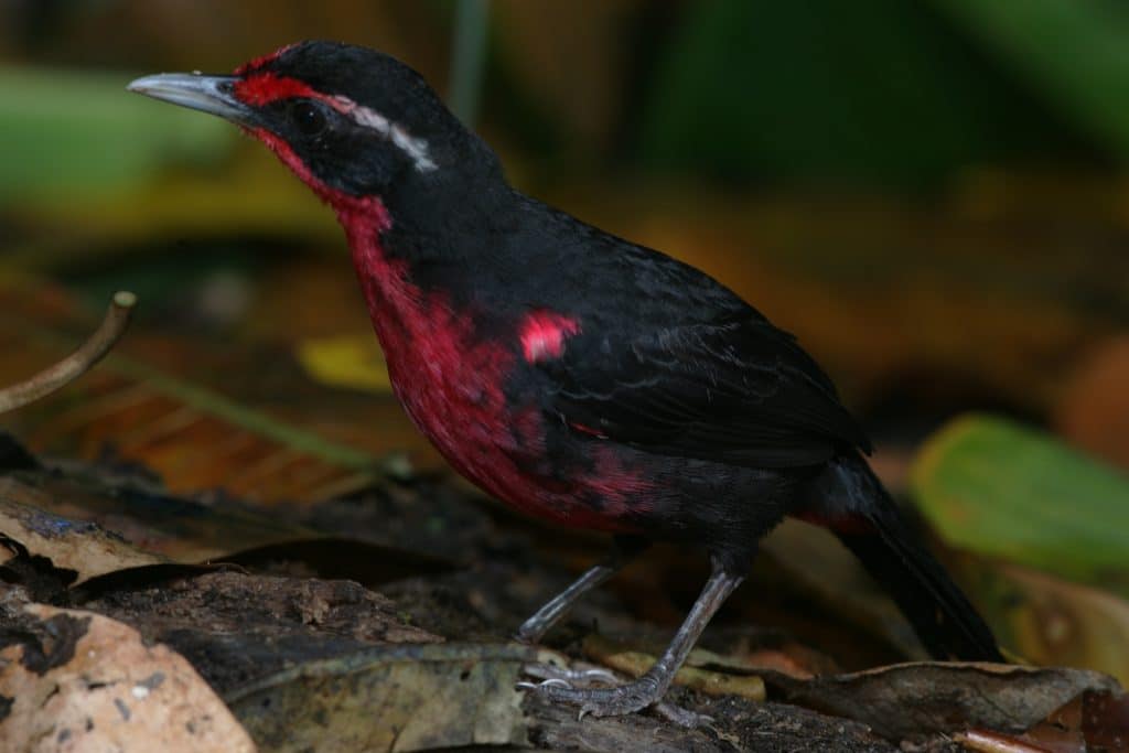 Rosy Thrush Tanager