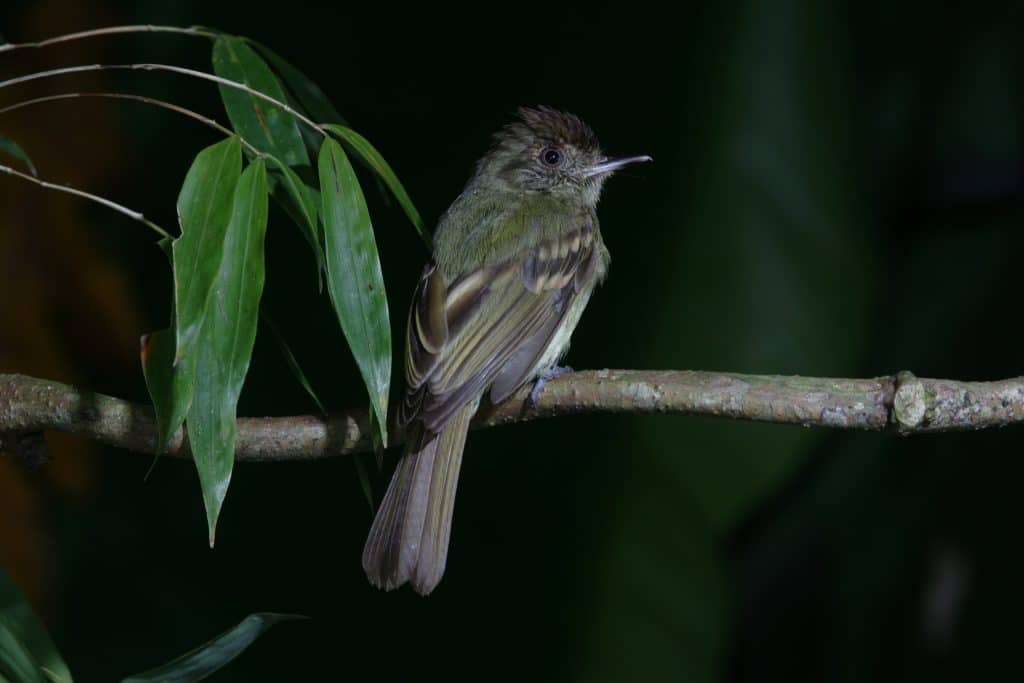 Sepia Capped Flycatcher