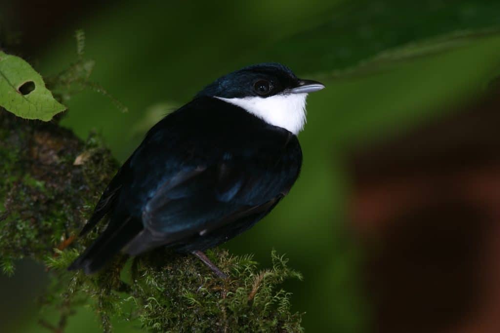 White Ruffed Manakin